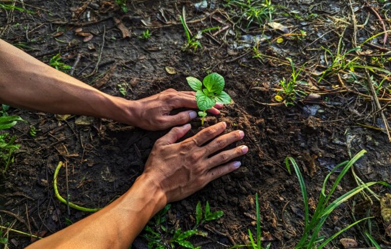 A man’s hands planting seeds.